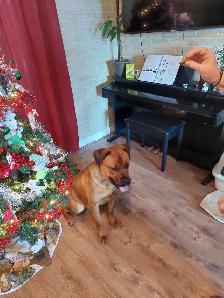 cane corso mélanger avec rotweiler - Photo 7