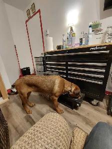 cane corso mélanger avec rotweiler - Photo 8