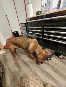 cane corso mélanger avec rotweiler - Photo 9