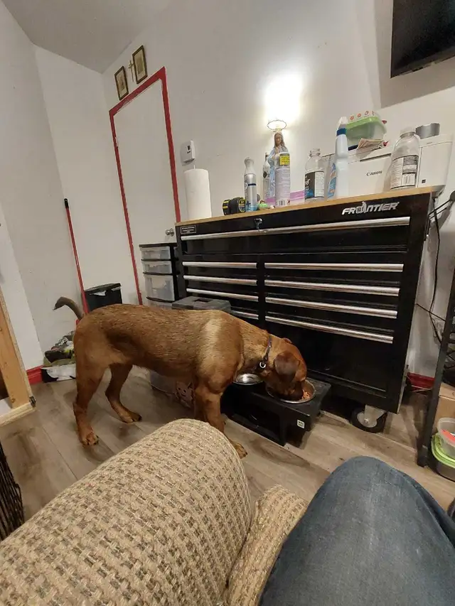 cane corso mélanger avec rotweiler - Photo 10