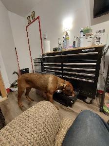 cane corso mélanger avec rotweiler - Photo 10