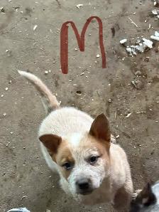 Heeler Puppies for sale