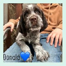 Spriffon Puppy - Springer Spaniel x Wirehaired Pointing Griffon