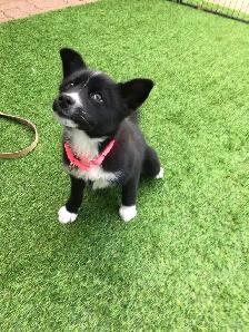 POMSKY PUPPY