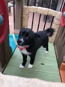 POMSKY PUPPY - Photo 2