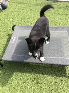 POMSKY PUPPY - Photo 3