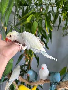 Indian ringneck babies (lacewing Male)