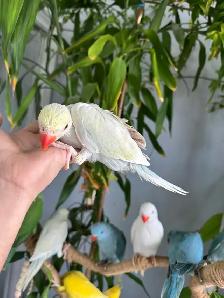 Indian ringneck babies (lacewing Male) - Photo 2