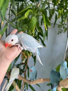Indian ringneck babies (lacewing Male) - Photo 4