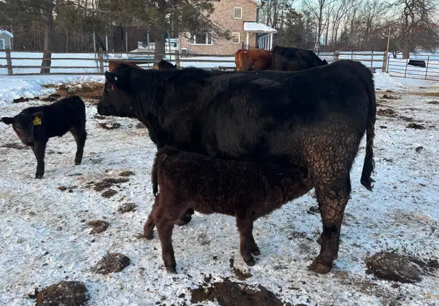 Simmental Cattle for Sale