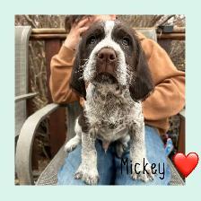 Spriffon Pups - Springer Spaniel x Wirehaired Pointing Griffon - Photo 2