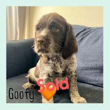 Spriffon Pups - Springer Spaniel x Wirehaired Pointing Griffon - Photo 3