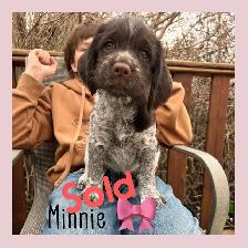 Spriffon Pups - Springer Spaniel x Wirehaired Pointing Griffon - Photo 4