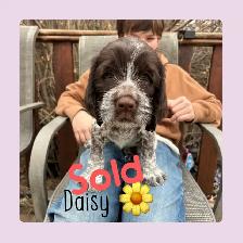 Spriffon Pups - Springer Spaniel x Wirehaired Pointing Griffon - Photo 5