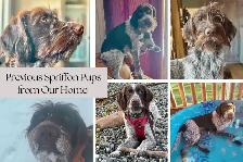 Spriffon Pups - Springer Spaniel x Wirehaired Pointing Griffon - Photo 6