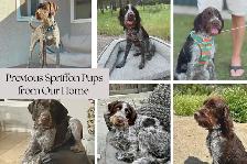 Spriffon Pups - Springer Spaniel x Wirehaired Pointing Griffon - Photo 7
