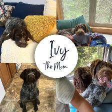 Spriffon Pups - Springer Spaniel x Wirehaired Pointing Griffon - Photo 8