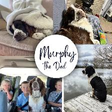 Spriffon Pups - Springer Spaniel x Wirehaired Pointing Griffon - Photo 9