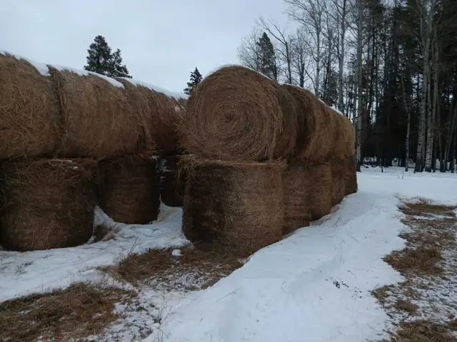 hay for sale