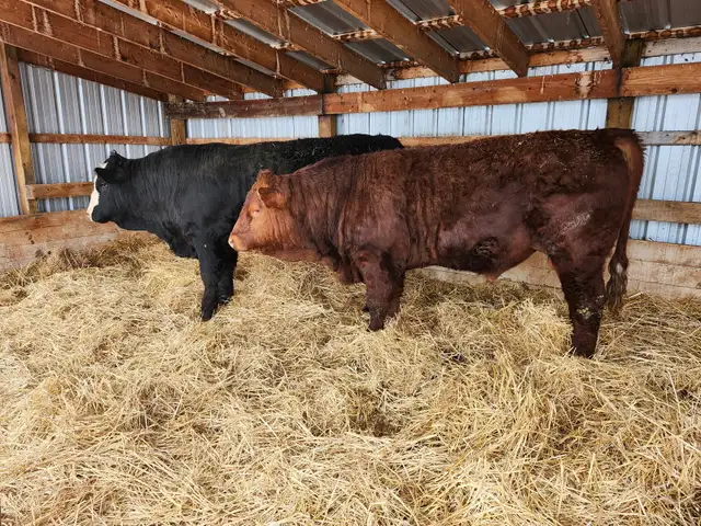 Purebred Registered Simmental Yearling Bulls