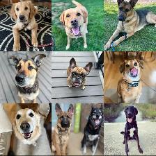 Dog Training - Photo 4