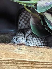 Adult Florida Kingsnake
