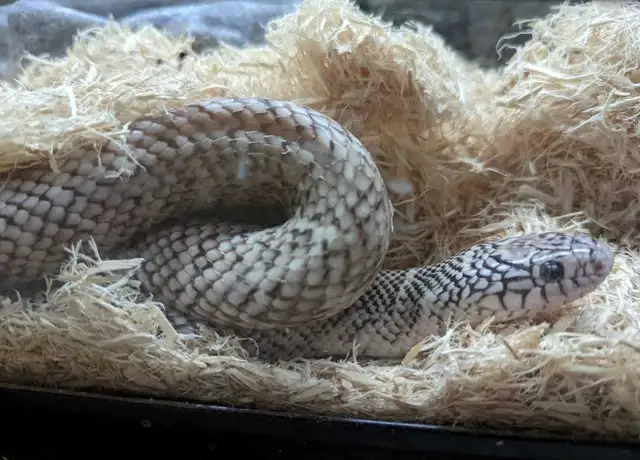 Adult Florida Kingsnake - Photo 2