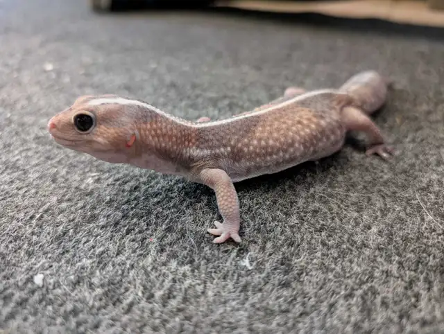 Adult African Fat Tail Gecko