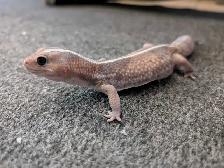 Adult African Fat Tail Gecko