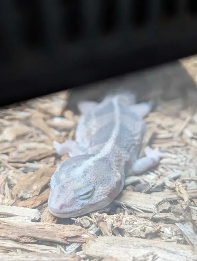 Adult African Fat Tail Gecko - Photo 2