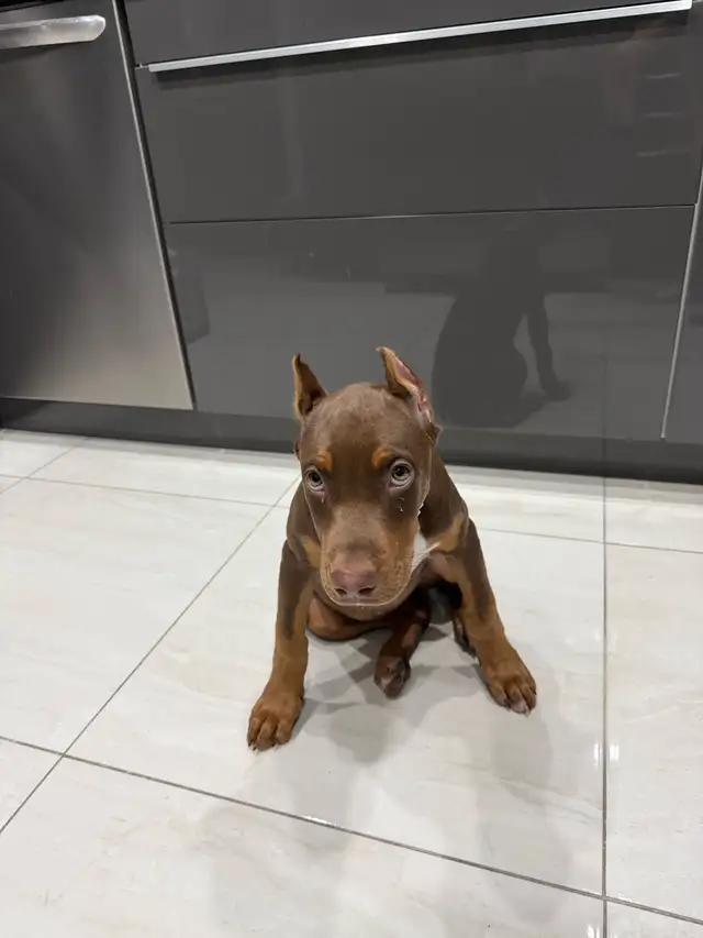 Doberman Female for sale