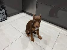 Doberman Female for sale - Photo 2