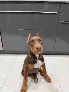 Doberman Female for sale - Photo 3