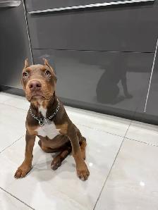 Doberman Female for sale - Photo 4
