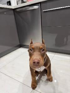 Doberman Female for sale - Photo 5