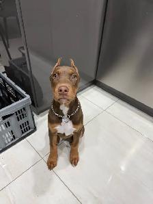 Doberman Female for sale - Photo 6