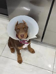 Doberman Female for sale - Photo 7