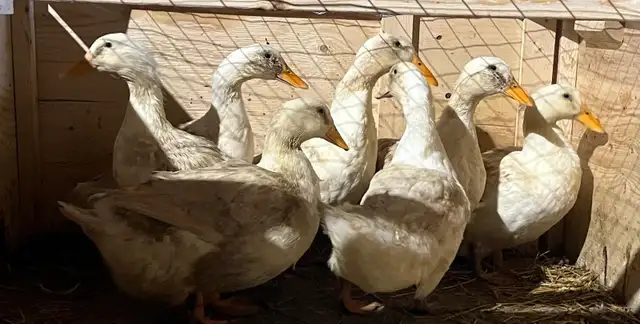ducks pekin