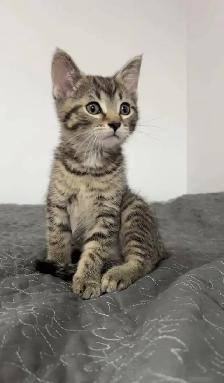 Male kitten 8 weeks old - Photo 2