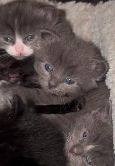 Bombay cats looking for a forever Home, Will Be, ready in may