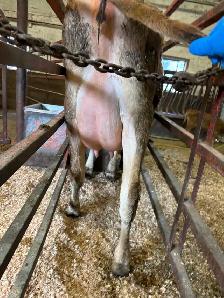 Cow/calf pair (first calving) - Photo 3