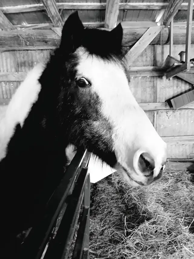 pony for sale! - Photo 2