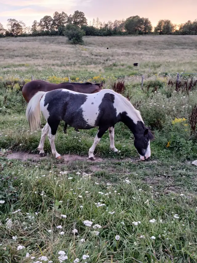 pony for sale! - Photo 3