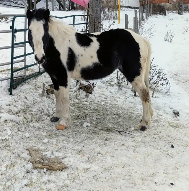 pony for sale! - Photo 4