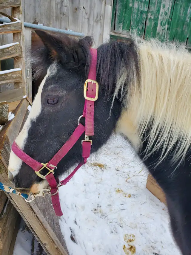 pony for sale! - Photo 5