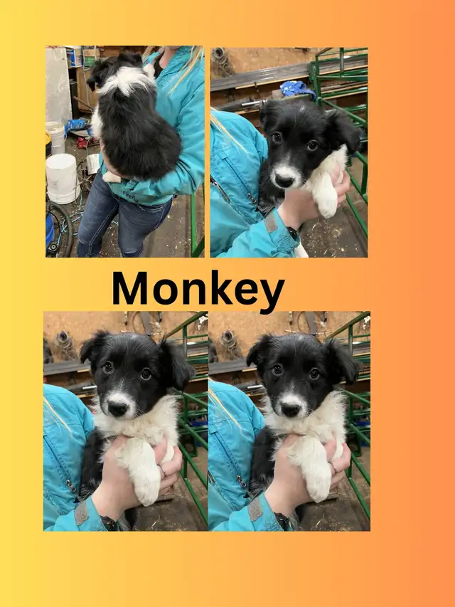 3 beautiful female border collie puppies for sale