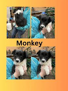 3 beautiful female border collie puppies for sale