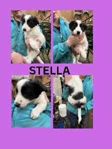 3 beautiful female border collie puppies for sale - Photo 2