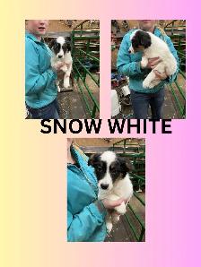 3 beautiful female border collie puppies for sale - Photo 3