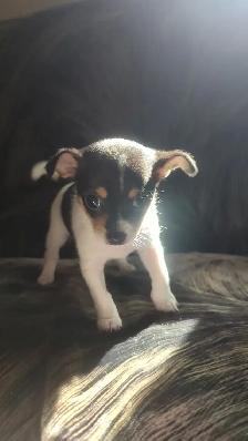 Beautiful Chihuahua Puppy